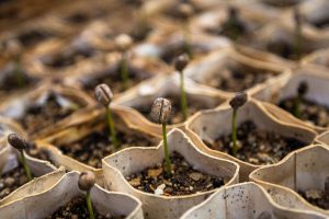 #CreativeTribes Reap What You Sow